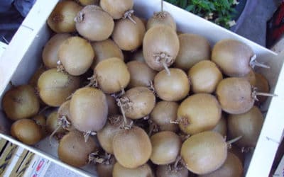 Quelques conseils pratiques pour conserver vos kiwis tout l’hiver