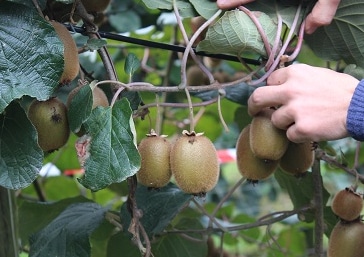 cueillette à la main de kiwis