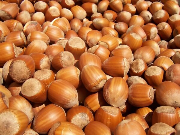 noisette